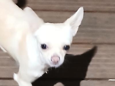 Cream female Chihuahua puppy 9 months old in Donegal