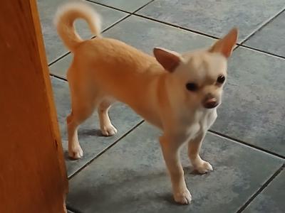 Cream female Chihuahua puppy 9 months old in Donegal