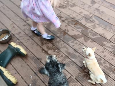 Cream female Chihuahua puppy 9 months old in Donegal