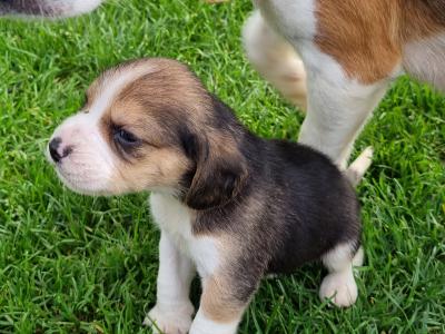 4 Beagle puppies. NOT Pedigree/purebred. Not IKC REGISTERED