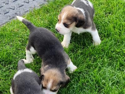 4 Beagle puppies. NOT Pedigree/purebred. Not IKC REGISTERED