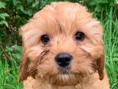 Friendly Cavapoos puppies in Wexford