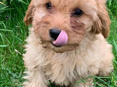 Friendly Cavapoos puppies in Wexford