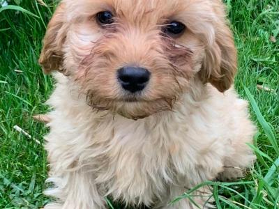 Friendly Cavapoos puppies in Wexford