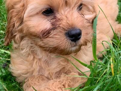 Friendly Cavapoos puppies in Wexford