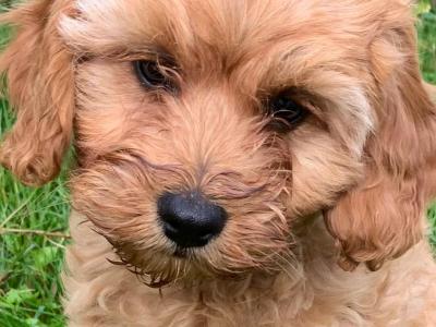 Friendly Cavapoos puppies in Wexford