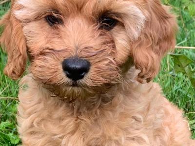 Friendly Cavapoos puppies in Wexford