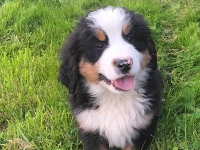IKC Registered Pedigree Bernese Mountain Dog puppies for sale in Tipperary