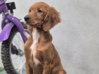 Stunning female Irish Setter puppy 4 months old in Limerick