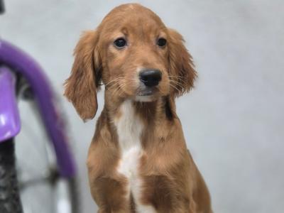 Stunning female Irish Setter puppy 4 months old in Limerick
