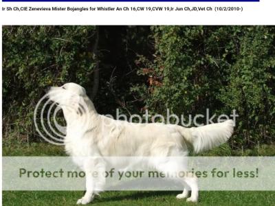 IKC Registered Champion Pedigree purebred Golden Retriever puppies in Wexford