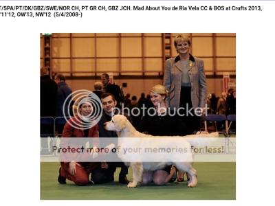 IKC Registered Champion Pedigree purebred Golden Retriever puppies in Wexford