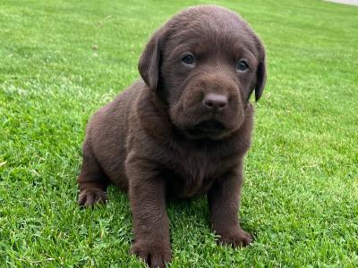 🐾 Chocolate Labrador puppies in Offaly 🐾