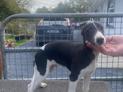 IKC Registered Whippet puppies for sale in Kilkenny