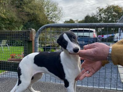 IKC Registered Whippet puppies for sale in Kilkenny