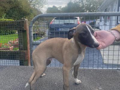 IKC Registered Whippet puppies for sale in Kilkenny