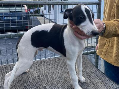 IKC Registered Whippet puppies for sale in Kilkenny