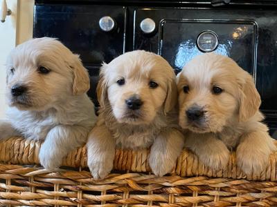 Purebred male Retriever puppy (Just One puppy Remaining) - IKC Registered(