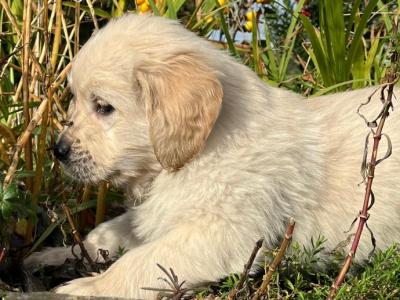 Purebred male Retriever puppy in Kildare (Just One puppy Remaining) - IKC Registered