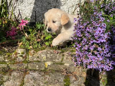 Purebred male Retriever puppy in Kildare (Just One puppy Remaining) - IKC Registered