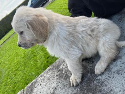 Purebred male Retriever puppy in Kildare (Just One puppy Remaining) - IKC Registered