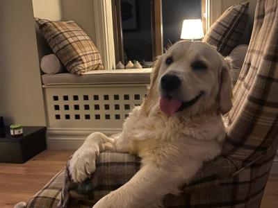 Purebred male Retriever puppy in Kildare (Just One puppy Remaining) - IKC Registered