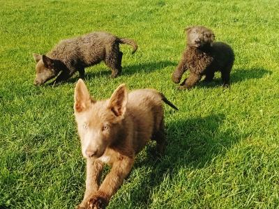Rare Blue German Shepherd puppies in Laois