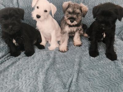 Miniature Schnauzer puppies in Wexford