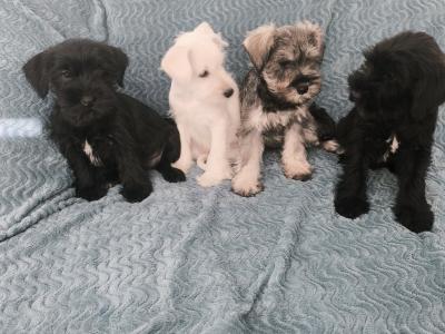 Miniature Schnauzer puppies in Wexford