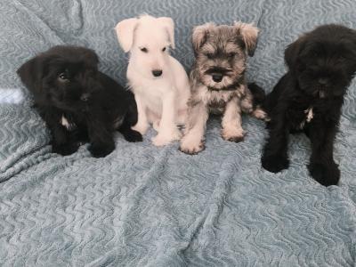 Miniature Schnauzer puppies in Wexford