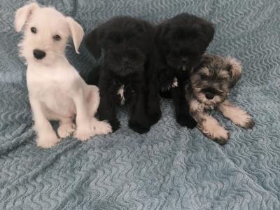 Miniature Schnauzer puppies in Wexford