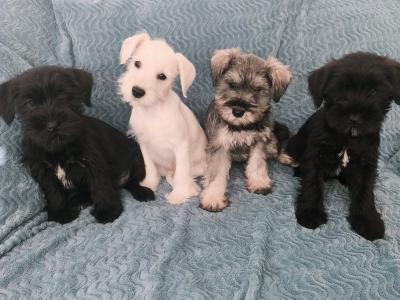 Miniature Schnauzer puppies in Wexford