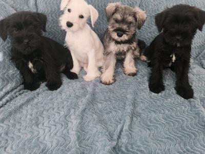 Miniature Schnauzer puppies in Wexford