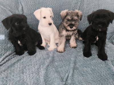Miniature Schnauzer puppies in Wexford