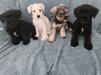 Miniature Schnauzer puppies in Wexford