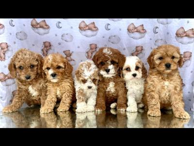 Beautiful Non Shed Cavachon puppies in Cavan
