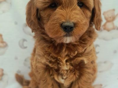 Beautiful Non Shed Cavachon puppies in Cavan