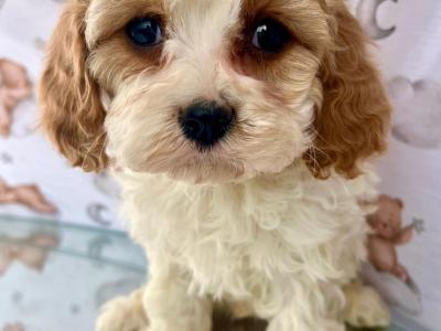 Beautiful Non Shed Cavachon puppies in Cavan