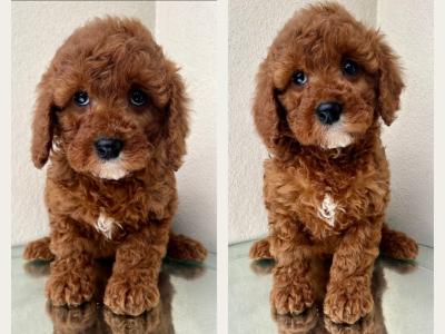 Beautiful Non Shed Cavachon puppies in Cavan