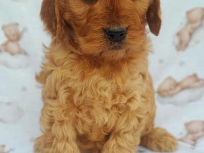 Beautiful Non Shed Cavachon puppies in Cavan