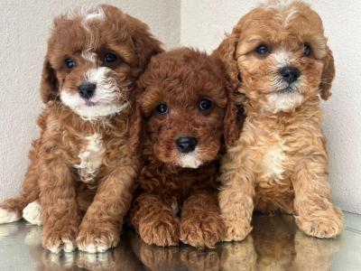 Beautiful Non Shed Cavachon puppies in Cavan