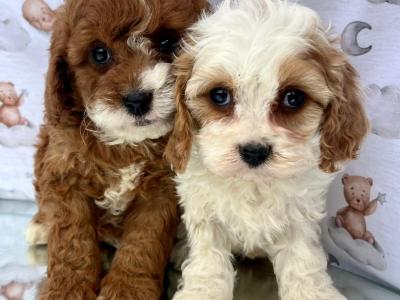 Beautiful Non Shed Cavachon puppies in Cavan