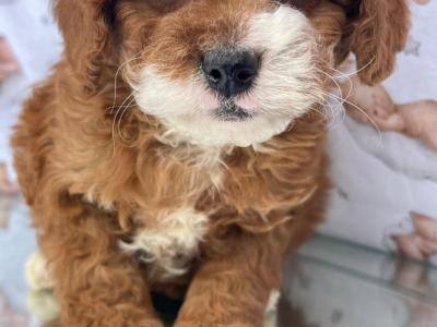 Beautiful Non Shed Cavachon puppies in Cavan
