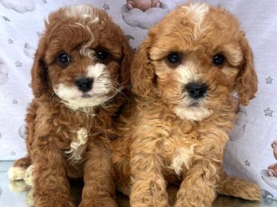Beautiful Non Shed Cavachon puppies in Cavan