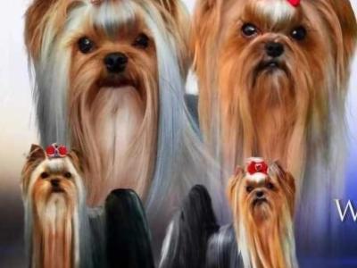 Exceptional Quality IKC Registered Yorkshire Terrier puppies in Dublin