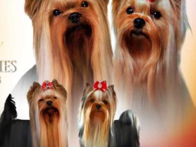 Exceptional Quality IKC Registered Yorkshire Terrier puppies in Dublin