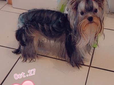 Exceptional Quality IKC Registered Yorkshire Terrier puppies in Dublin