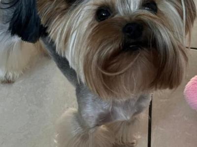 Exceptional Quality IKC Registered Yorkshire Terrier puppies in Dublin