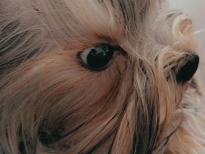 Exceptional Quality IKC Registered Yorkshire Terrier puppies in Dublin