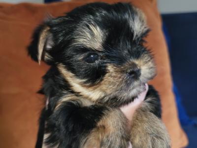 Exceptional Quality IKC Registered Yorkshire Terrier puppies in Dublin